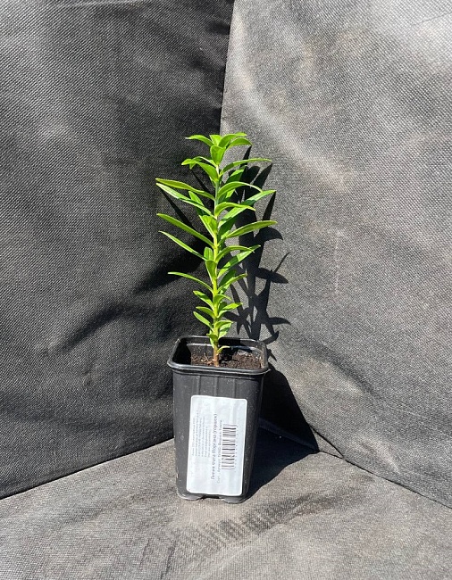 Лилия Фата Моргана